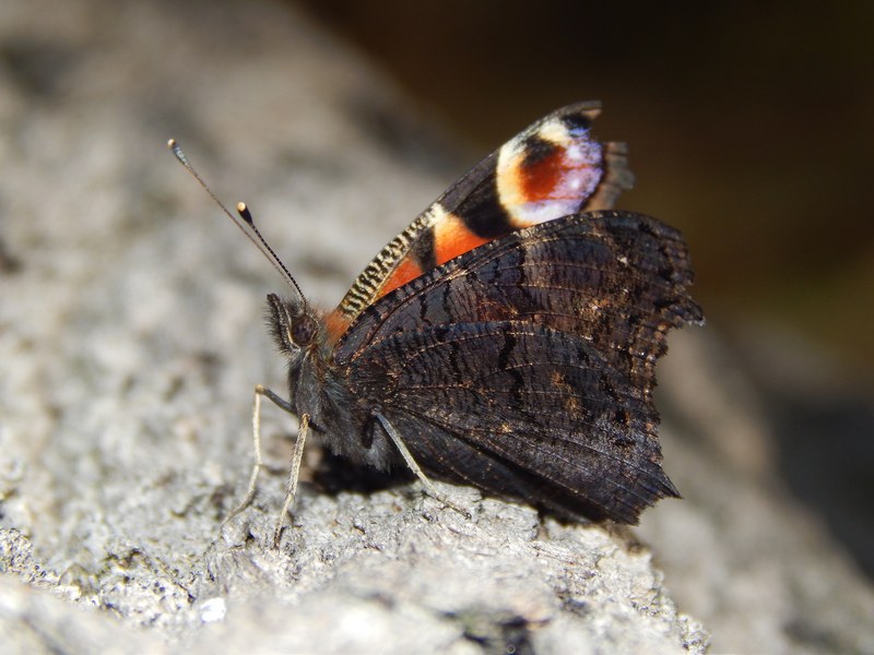 Polygonia c-album : le ultime ...